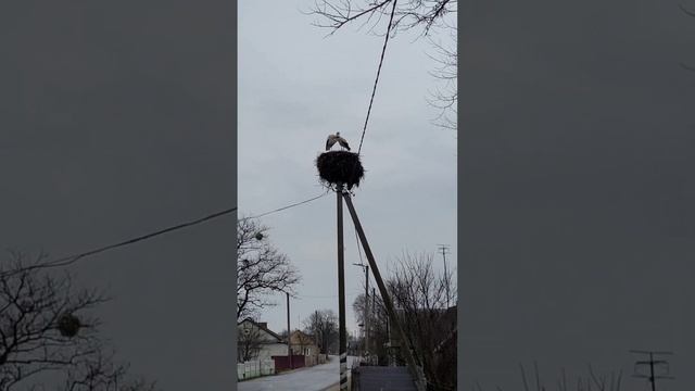 Знакомьтесь, белорусские попугаи!) Шутка! Хоть это и не попугаи,но тоже "наша тема"!) Аисты! ❤️? смотреть онлайн