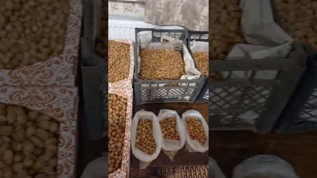 Сбор лесного ореха 2022 Лещина ??? смотреть онлайн