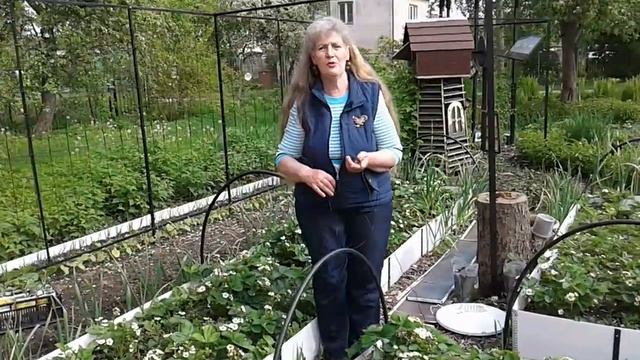 Огород ,совмещенные посадки,опора для фасоли. смотреть онлайн