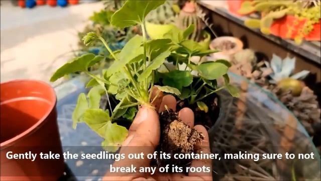 How To Grow Geranium At Home (FULL INFORMATION) смотреть онлайн