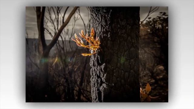 Австралия после пожара постепенно оживает смотреть онлайн