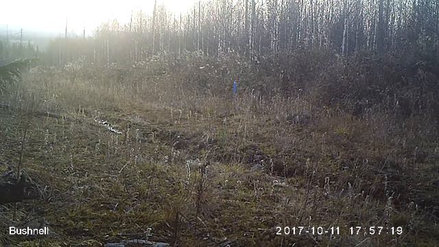 Лось 1 Висимский заповедник 11 10 17 смотреть онлайн