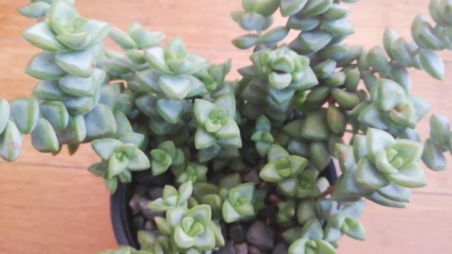 Quieres Saber Cuál Fue Mi Primera Plantita‼️🥳/Historia Plantil/Jardinería /Plantas/jardín