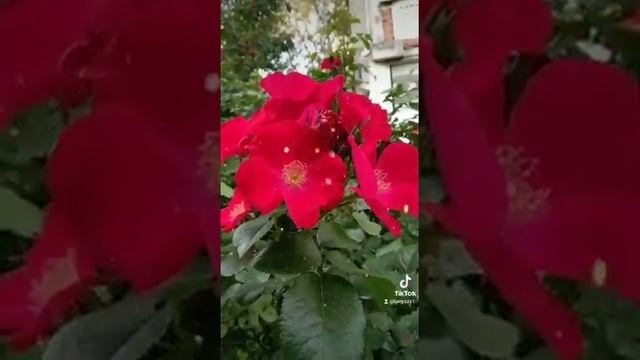 Не пахнут нарисованные розы смотреть онлайн