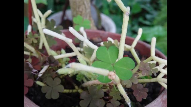 Видеопрезентация "Путешествие по оранжерее" в Омском зоопарке смотреть онлайн