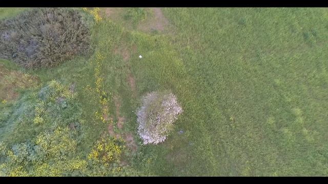 PRUNUS DULCIS AMYGDALUS Rocket Style || February 2020 смотреть онлайн