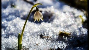 С  Маршак  Стихи о весне  Снег теперь уже не тот #стихиовесне #стихидлядетей #поэты20века