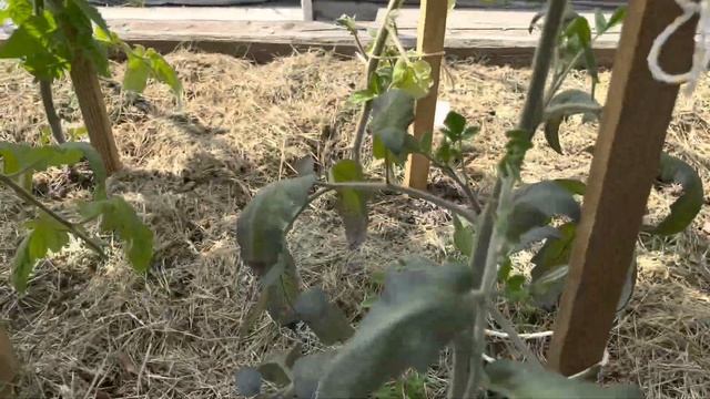 ТОМАТ ГНОМ ОБЗОР СОРТОВ .ФИТОВЕРМ ИСПРАВЛЯЮ ОШИБКУ. смотреть онлайн