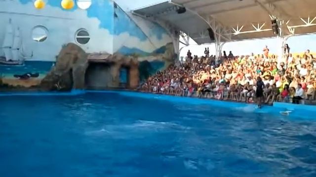 дельфины высоко прыгают смотреть онлайн