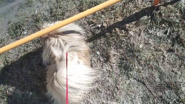 Почему нельзя пекинесам плавать в больших водоемах???? смотреть онлайн