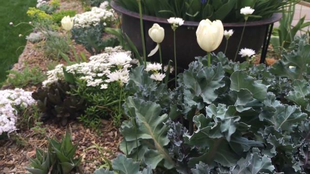 Flowering Ornamental Onion (Allium zebdanense) смотреть онлайн