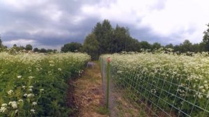 Бюджетный забор из сварной сетки