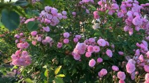 Мускусные розы.