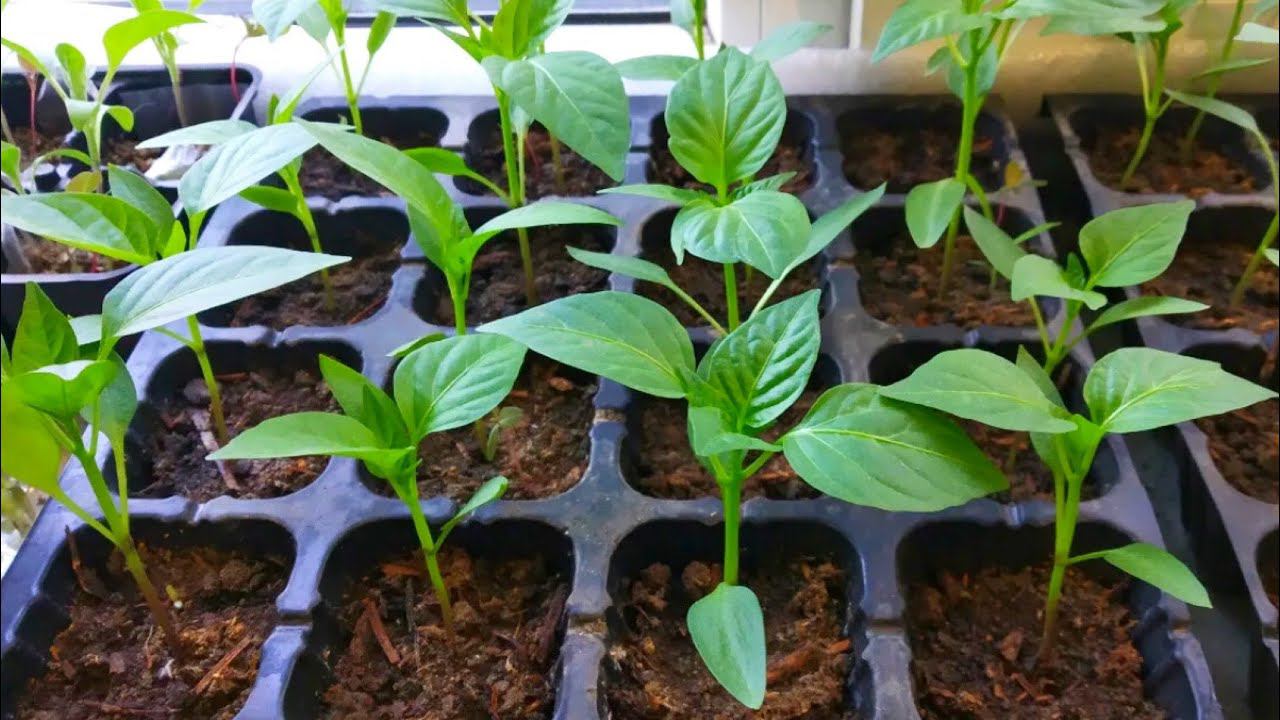 ЖАЛЕЮ, что РАНЬШЕ ТАК НЕ САЖАЛА! Рассаду просто не узнать, МОЩНЕЕТ на глазах! смотреть онлайн