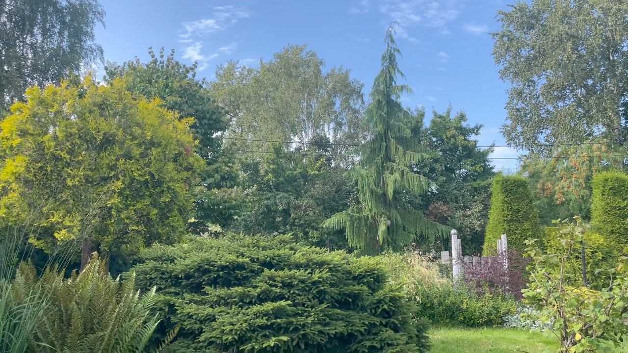 Сад Ирины Семеновны Пыжиковой 24 августа 2023