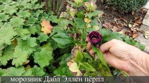 Чудо-морозник Double Ellen Purple. Три волны цветения за сезон 05.12.2022 г. Пятигорск.