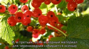 Размножение красной смородины черенками весной