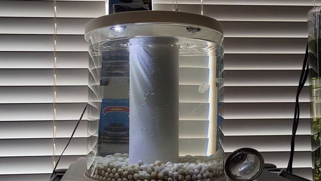 1 Month & Half with JELLYFISH In The BUDGET JELLYFISH TANK! (Pros, Cons, Final Thoughts) смотреть онлайн