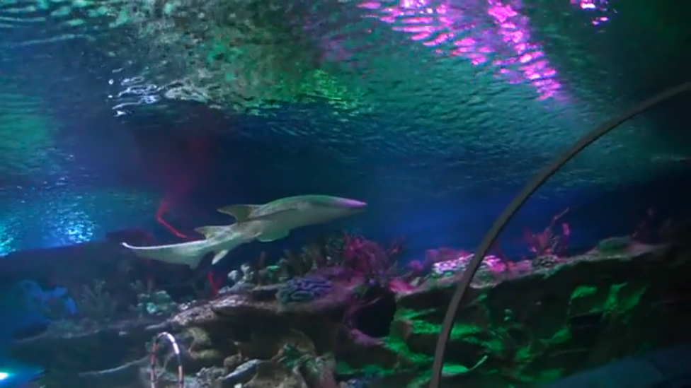 подводный мир