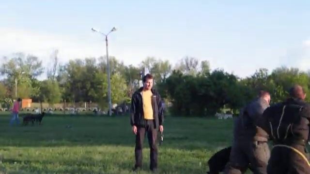 дрессеровка добермана. Питомник черный вальс смотреть онлайн