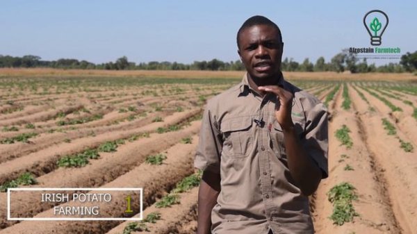 You need to Know this before Getting into Potato Farming for Business This Winter.