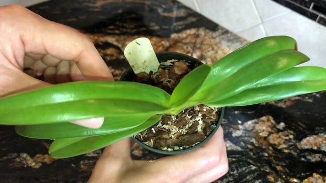 Венерины башмачки Paphiopedilum летом. Моя коллекция орхидей. Уход за орхидеей,полив и удобрение . смотреть онлайн