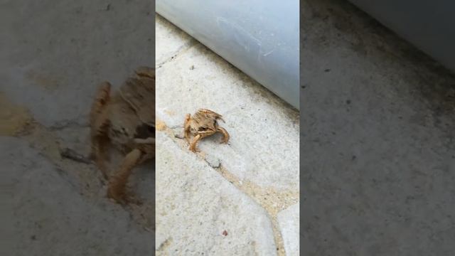 Лягушка в Новом Уренгое смотреть онлайн