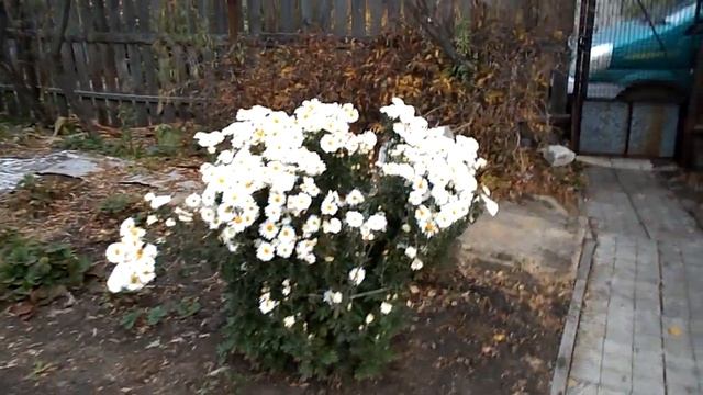 УБИРАЕМ КАПУСТУ И ГРУШИ смотреть онлайн