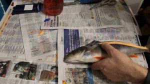 чучело из окуня 2часть