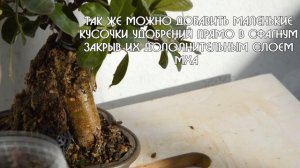 Как вырастить воздушные корни у фикуса Гинсенг за 10 дней? Воздушные корни бонсай.