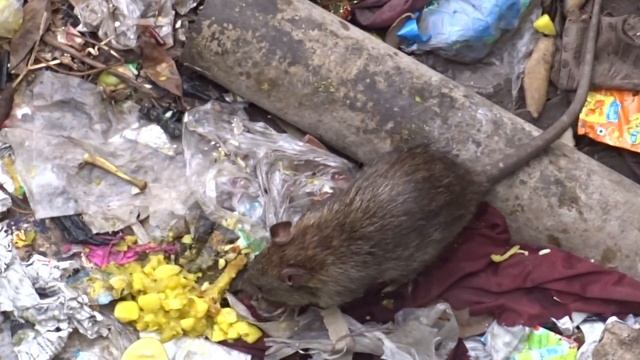Big rat (Bandicota sp) смотреть онлайн