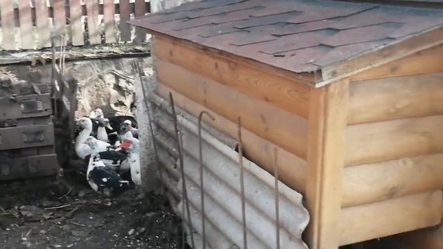 Когда лучше убирать уток, что бы легче было их ощипать. смотреть онлайн