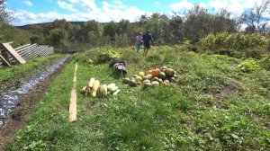 Урожай с заброшенного кубанского огорода. Краснодарский край.