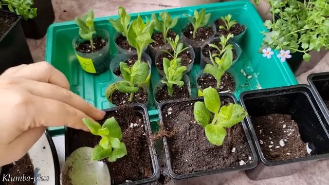 Как сажаю укоренённые черенки петунии и дальнейший уход смотреть онлайн