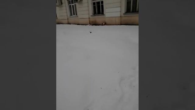 Побег на прогулке!! Йорк сбежал!!! смотреть онлайн