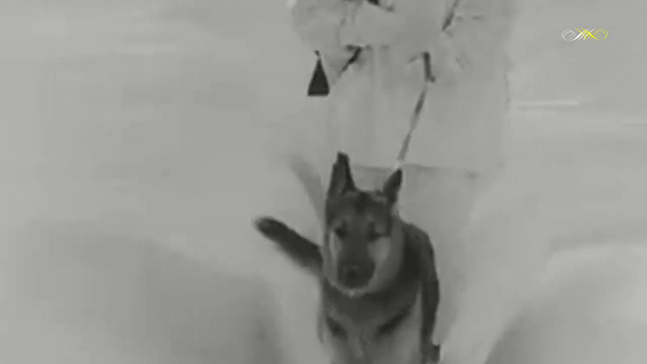 Здесь метель и вьюга -- Вадим Мулерман - 1970 смотреть онлайн
