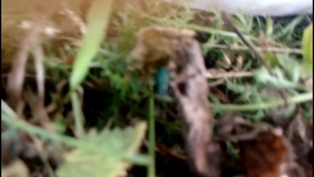 Зеленый жучек смотреть онлайн