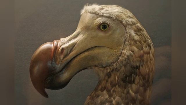 Додо. Почему они вымерли? Интересные факты. смотреть онлайн