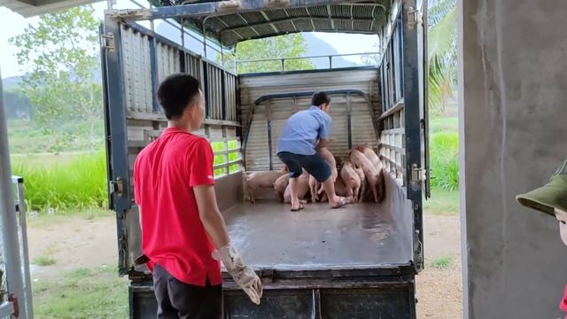 Thả 30 Con Lợn Giống Siêu Nạc Gía 85 Triệu | Release 30 Super Lean Breeds Price 85 Million смотреть онлайн
