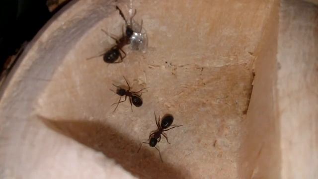 Camponotus herculeanus. Красногрудый муравей древоточец. Жизнь в природе и содержание. Энциклопедия смотреть онлайн