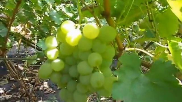 Сорт винограда Длингногребневый. смотреть онлайн