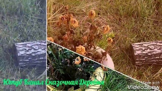 Моя утренняя печалька. Замёрзли все георгины( смотреть онлайн