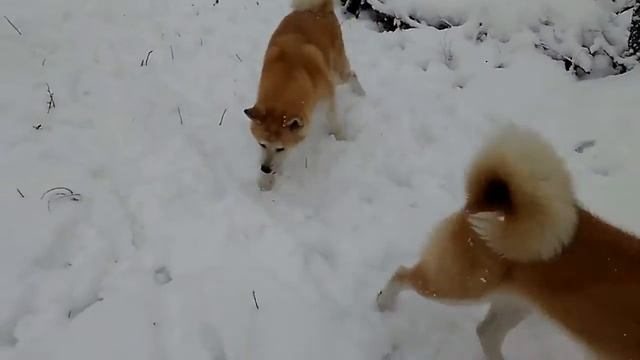 Акита ину все о породе.Akita Inu-all about the breed смотреть онлайн