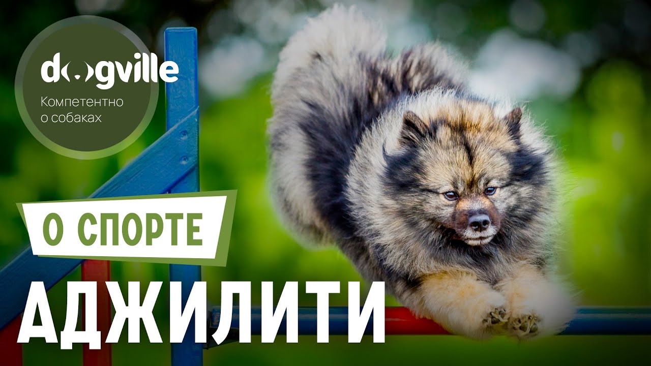 Аджилити – О спорте смотреть онлайн