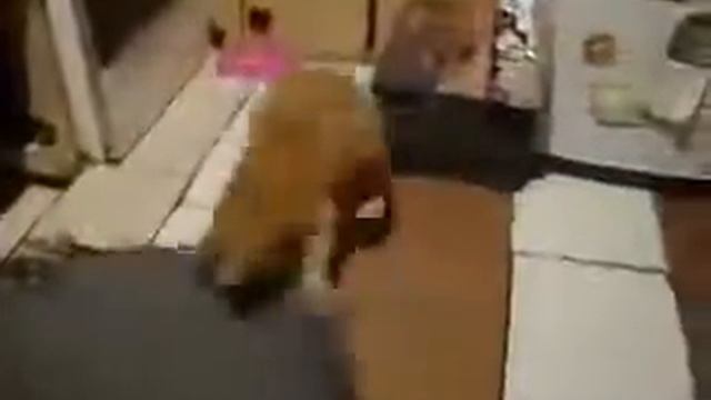 Крыса напала на кота смотреть онлайн