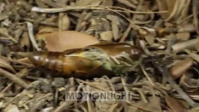 Бражник олеандровый Oleander hawk moth medium mp4 смотреть онлайн