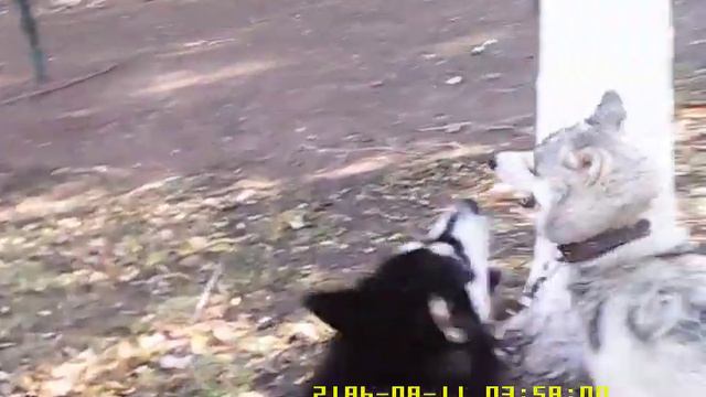 Маламут Вук. (11) опробовал новую миникамеру.