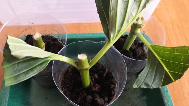 Укоренение гортензии из букета смотреть онлайн