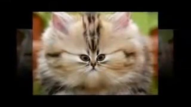 приколы смотреть бесплатно, смешные коты смотреть онлайн