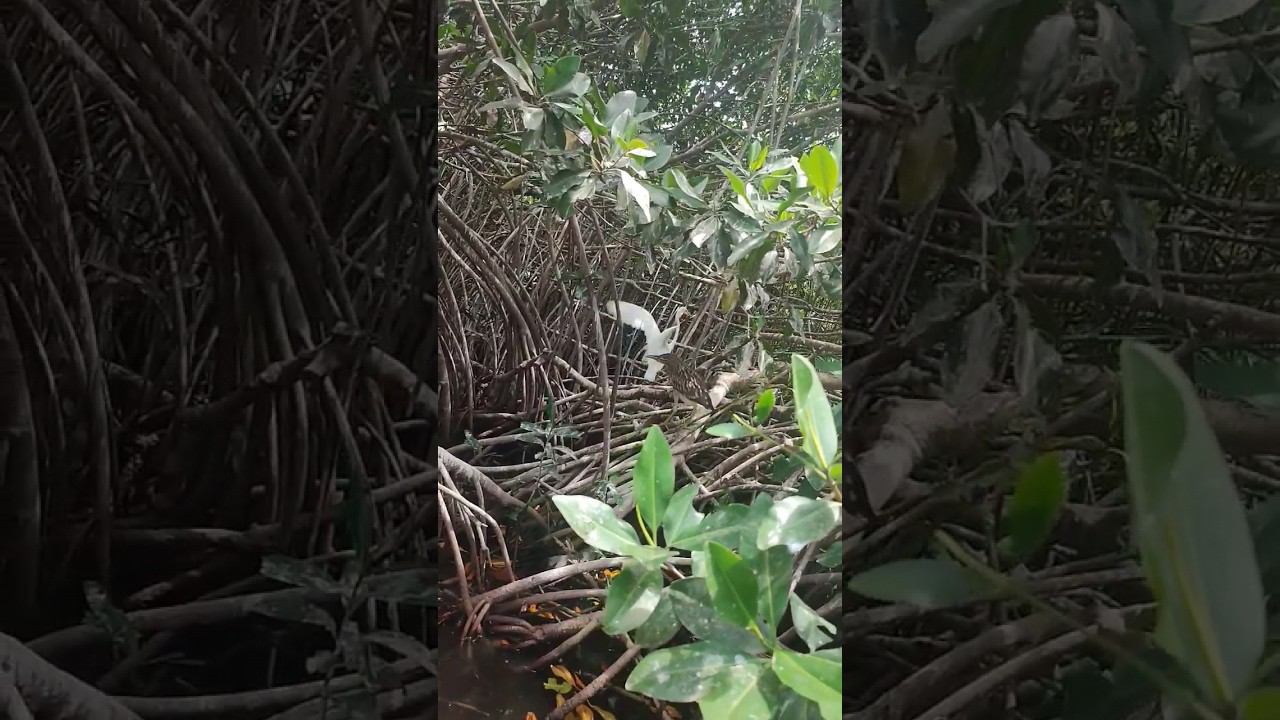 Плаваем по лагуне с мангровыми зарослями - неожиданная встреча на острове ️ Маргарита смотреть онлайн